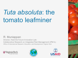 Tuta absoluta: the tomato leafminer - OIRED