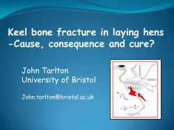 Keel bone fracture in laying hens