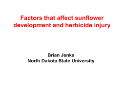 Factors that affect sunflower development and herbicide injury