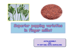 Superior popping varieties in finger millet g