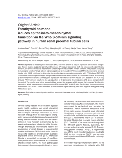 Parathyroid hormone induces epithelial-to
