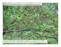 Outbreak of European brown rot on Montmorency tart cherry