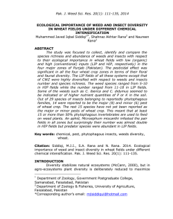 ecological importance of weed and insect diversity in wheat fields