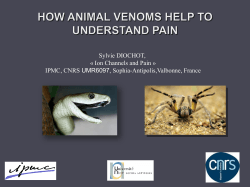 Treating pain with snake peptides / How animal venoms help to