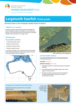 Largetooth Sawfish Species Information Sheet No.1