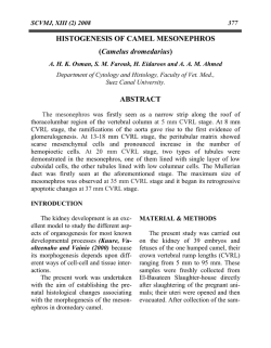 HISTOGENESIS OF CAMEL MESONEPHROS