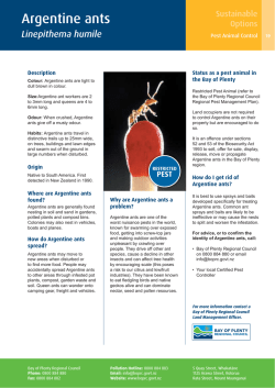 Argentine ants - Bay of Plenty Regional Council