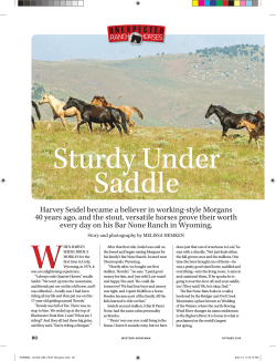 Sturdy Under Saddle - Morgan Stock Horse Association