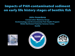 Impacts of PAH-contaminated sediment on early life history stages of