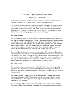 Do Female Dogs Experience Menopause