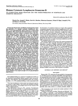 Human cytotoxic lymphocyte granzyme B. Its purific