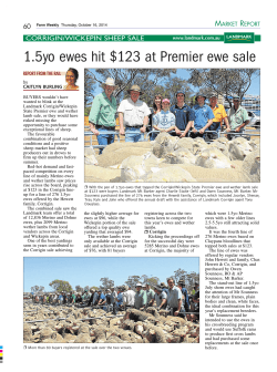 1.5yo ewes hit $123 at Premier ewe sale