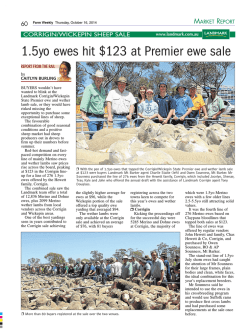1.5yo ewes hit $123 at Premier ewe sale