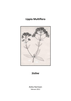 Lippia Multiflora - Reflex Supply Shop