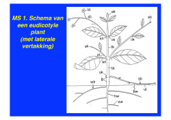 MS 1. Schema van een eudicotyle plant (met laterale vertakking)