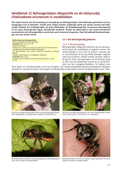 Hoofdstuk 11 Behangersbijen Megachile en de lathyrusbij Chali co