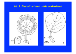 ML 1. Bladstructuren : drie onderdelen