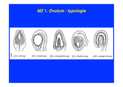 MZ 1. Ovulum : typologie