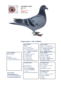 Pedigree pigeon: UKR-13-2806025 www.glogus.te.ua