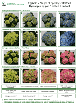 Hydrangea