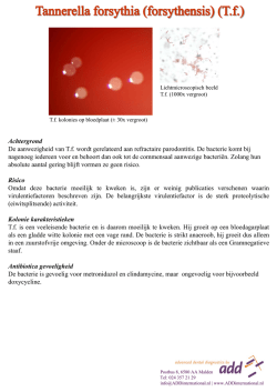 Tannerella forsythia (Tf)