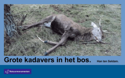 Grote kadavers in het bos. Han ten Seldam.
