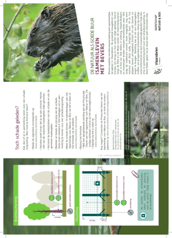 Download de folder over bevers (pdf - 400 KB)