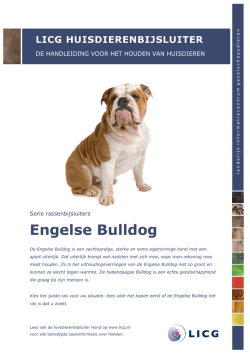 Engelse Bulldog