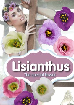 Lisianthus - Van VLIET Flower Group