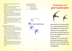 gierzwaluwen - Haagse Vogelbescherming