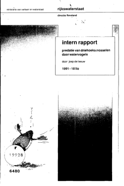 intern rapport