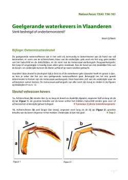 Geelgerande waterkevers in Vlaanderen