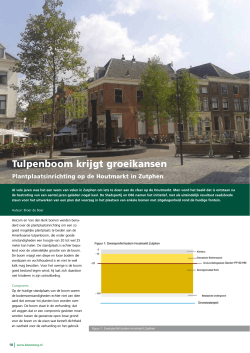 Tulpenbomen krijgen groeikansen Houtmarkt Zutphen