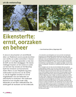 Eikensterfte: ernst, oorzaken en beheer
