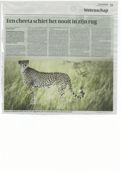 Een cheeta schiet het nooit in zijn rug