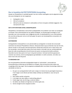 Hoe te handelen bij PHYTOPHTHORA besmetting
