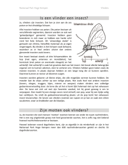 Is een vlinder een insect? Zijn motten ook vlinders?