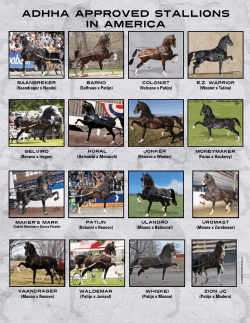 ADHHA Approved Stallions in america