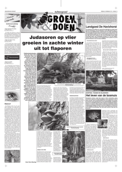 Judasoren op vlier groeien in zachte winter uit tot flaporen