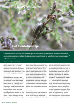 Help, het heidehaantje