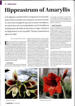 Hippeastrum of Amaryllis