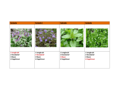 eetbare planten kwartet