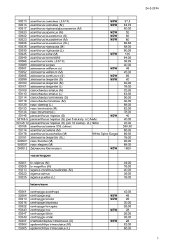 24-2-2014 50013 acanthurus coeruleus (JUV S