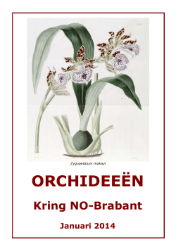 Januari - Orchidee Brabant