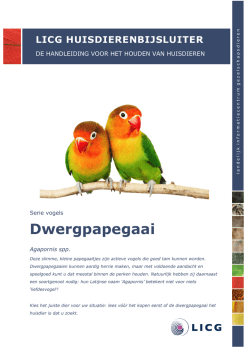 Dwergpapegaai