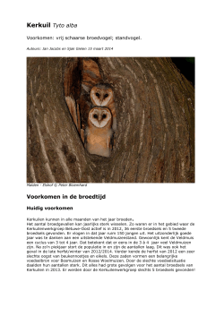 Kerkuil Tyto alba - Kerkuilenwerkgroep Nederland