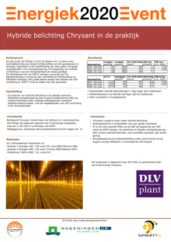 Hybride belichting chrysant in de praktijk