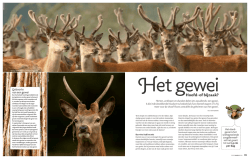 Het gewei: hoofd- of bijzaak?