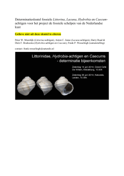 Determinatiesleutel fossiele Littorina, Lacuna, Hydrobia en Caecum