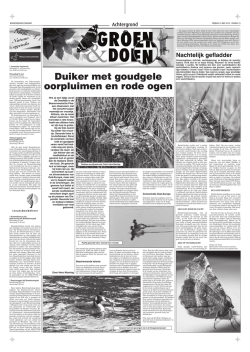 Duiker met goudgele oorpluimen en rode ogen